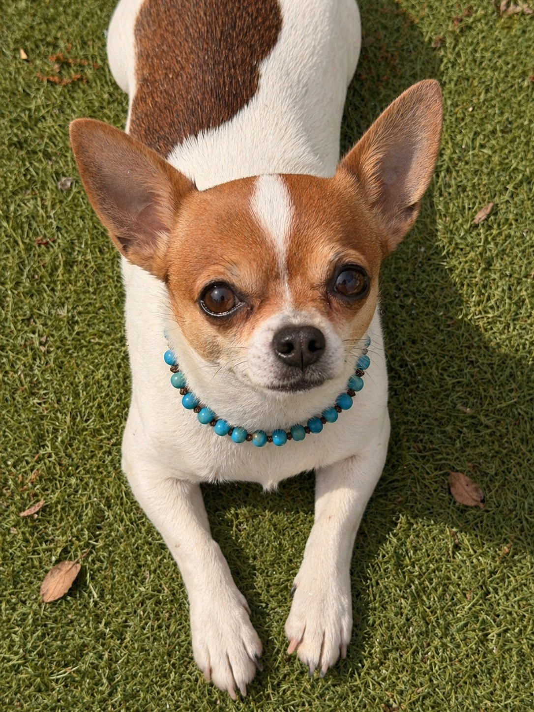 Collar de bolas azules de cerámica ajustable perro