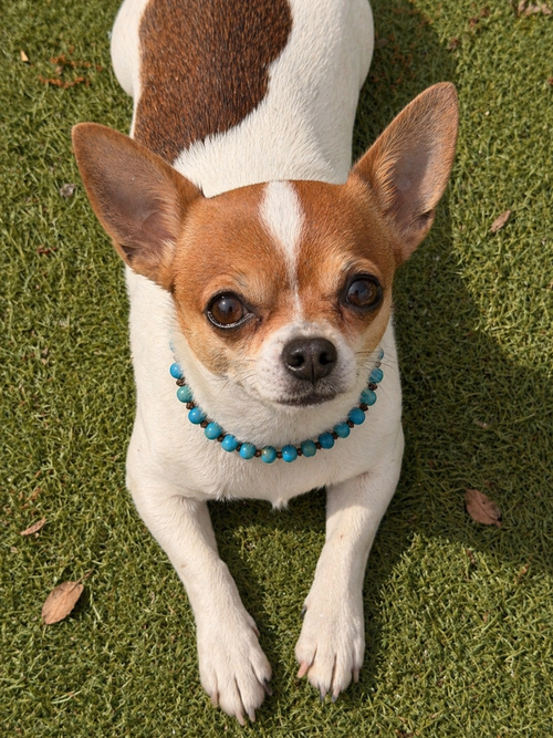 Collar de bolas azules de cerámica ajustable perro