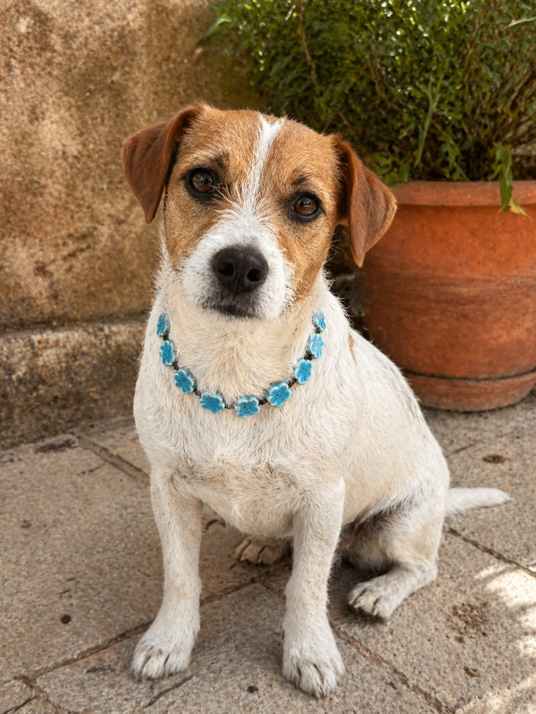 Collar floral de cerámica ajustable perro