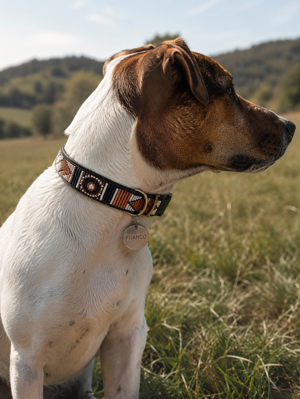 Placas identificativas personalizadas para perros y gatos